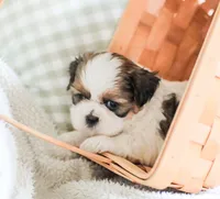 Remy, a male Shih Tzu for sale in Chambersburg, PA – 5 of 10