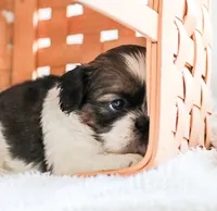 Ravena, a female Shih Tzu for sale in Chambersburg, PA – 8 of 9