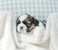 Lincoln, a male Shih Tzu for sale in Chambersburg, PA – 2 of 9