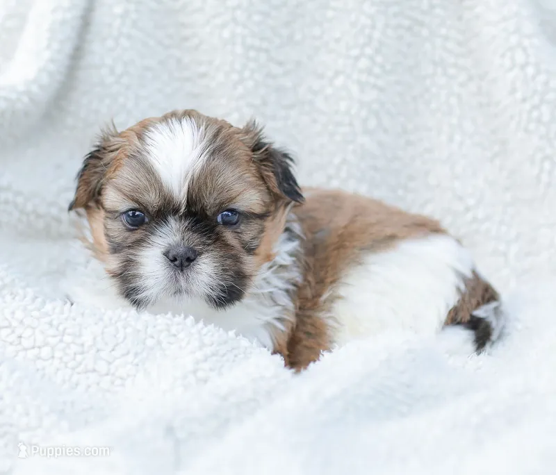 Leo – Shih Tzu puppy for sale in Chambersburg, PA