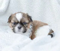 Leo, a male Shih Tzu for sale in Chambersburg, PA – 1 of 10