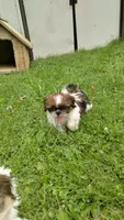 Ravena, a female Shih Tzu for sale in Chambersburg, PA – 2 of 9