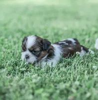 Lars, a male Shih Tzu for sale in Chambersburg, PA – 6 of 7