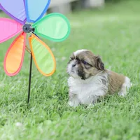 Leo, a male Shih Tzu for sale in Chambersburg, PA – 8 of 10