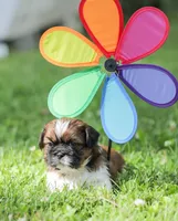 Lance, a male Shih Tzu for sale in Chambersburg, PA – 4 of 9