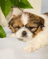 Teddy, a male Shih Tzu for sale in Chambersburg, PA – Photo 1 of 3