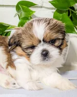 Teddy, a male Shih Tzu for sale in Chambersburg, PA – Photo 2 of 3