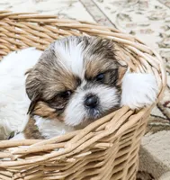 Teddy, a male Shih Tzu for sale in Chambersburg, PA – Photo 3 of 3