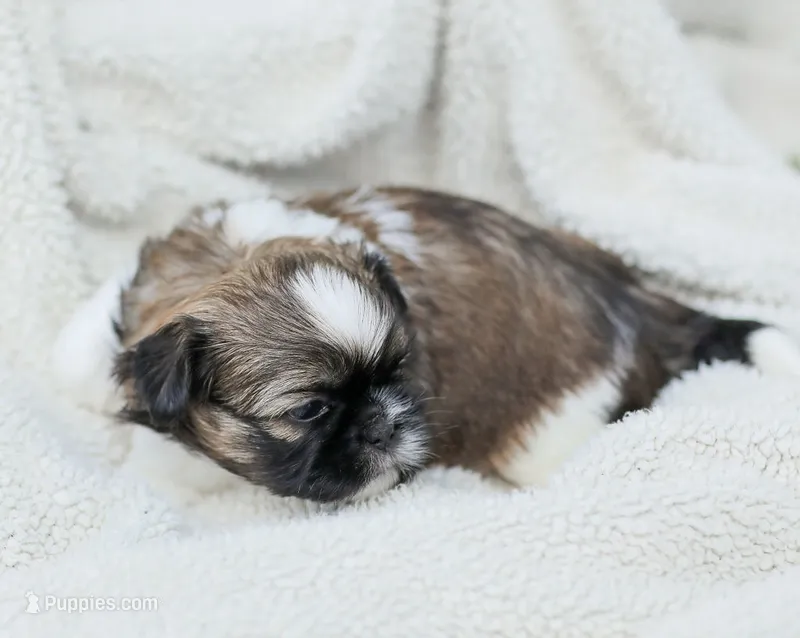 Lady – Shih Tzu puppy for sale in Chambersburg, PA