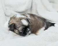 Lady, a female Shih Tzu for sale in Chambersburg, PA – 2 of 7