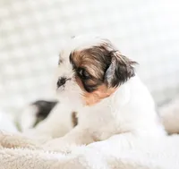 Radar, a male Shih Tzu for sale in Chambersburg, PA – 9 of 10