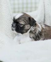Lady, a female Shih Tzu for sale in Chambersburg, PA – 3 of 7