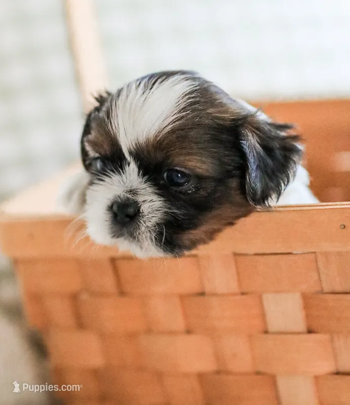 Ranger – Shih Tzu puppy for sale in Chambersburg, PA