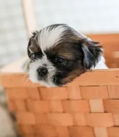 Ranger, a male Shih Tzu for sale in Chambersburg, PA – 5 of 7