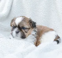 Leo, a male Shih Tzu for sale in Chambersburg, PA – 3 of 10