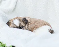 Leo, a male Shih Tzu for sale in Chambersburg, PA – 5 of 10