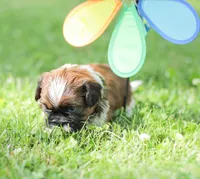 Lance, a male Shih Tzu for sale in Chambersburg, PA – 5 of 9
