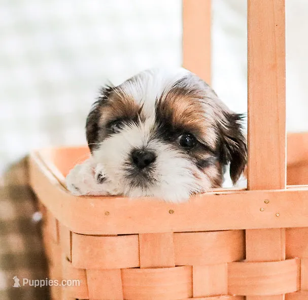 Ruby  – Shih Tzu puppy for sale in Chambersburg, PA