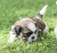 Lincoln, a male Shih Tzu for sale in Chambersburg, PA – 5 of 9