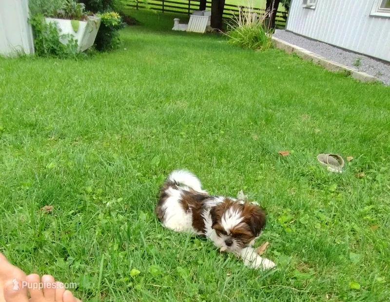 Ranger – Shih Tzu puppy for sale in Chambersburg, PA