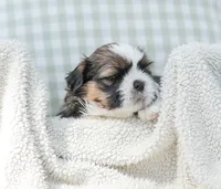 Lincoln, a male Shih Tzu for sale in Chambersburg, PA – 3 of 9