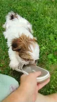 Remy, a male Shih Tzu for sale in Chambersburg, PA – 3 of 10