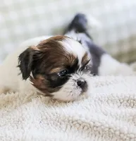 Ravena, a female Shih Tzu for sale in Chambersburg, PA – 7 of 9