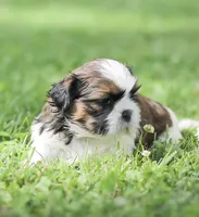Lincoln, a male Shih Tzu for sale in Chambersburg, PA – 7 of 9