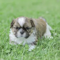 Leo, a male Shih Tzu for sale in Chambersburg, PA – 6 of 10