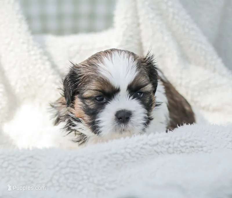 Lincoln – Shih Tzu puppy for sale in Chambersburg, PA