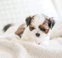 Radar, a male Shih Tzu for sale in Chambersburg, PA – 8 of 10