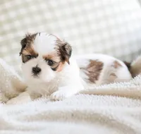 Remy, a male Shih Tzu for sale in Chambersburg, PA – 8 of 10