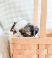 Radar, a male Shih Tzu for sale in Chambersburg, PA – 7 of 10