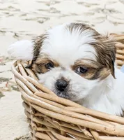 Buddy, a male Shih Tzu for sale in Chambersburg, PA – Photo 1 of 3