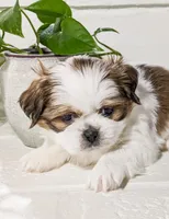 Buddy, a male Shih Tzu for sale in Chambersburg, PA – Photo 2 of 3