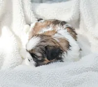 Lincoln, a male Shih Tzu for sale in Chambersburg, PA – 4 of 9