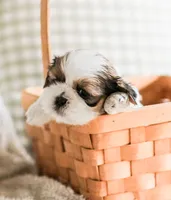 Remy, a male Shih Tzu for sale in Chambersburg, PA – 4 of 10
