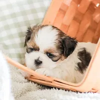 Remy, a male Shih Tzu for sale in Chambersburg, PA – 10 of 10
