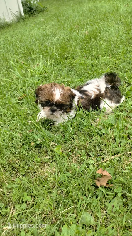 Ravena – Shih Tzu puppy for sale in Chambersburg, PA