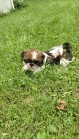 Ravena, a female Shih Tzu for sale in Chambersburg, PA – 1 of 9