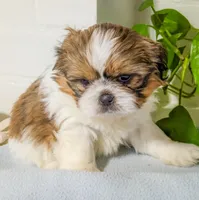 Teddy, a male Shih Tzu for sale in Chambersburg, PA – Photo 3 of 3