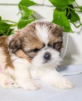 Teddy, a male Shih Tzu for sale in Chambersburg, PA – Photo 2 of 3