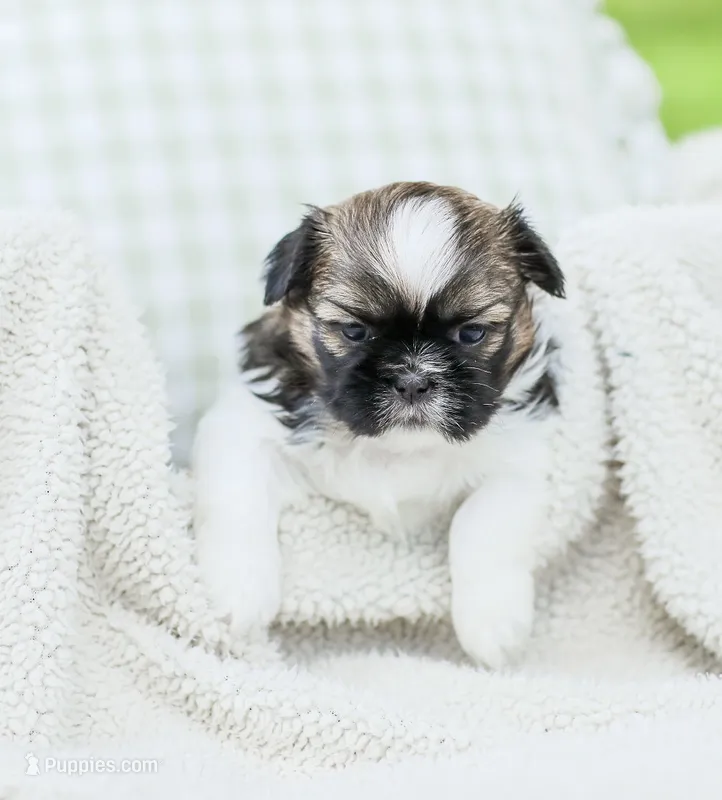 Lady – Shih Tzu puppy for sale in Chambersburg, PA