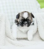 Lady, a female Shih Tzu for sale in Chambersburg, PA – 1 of 7