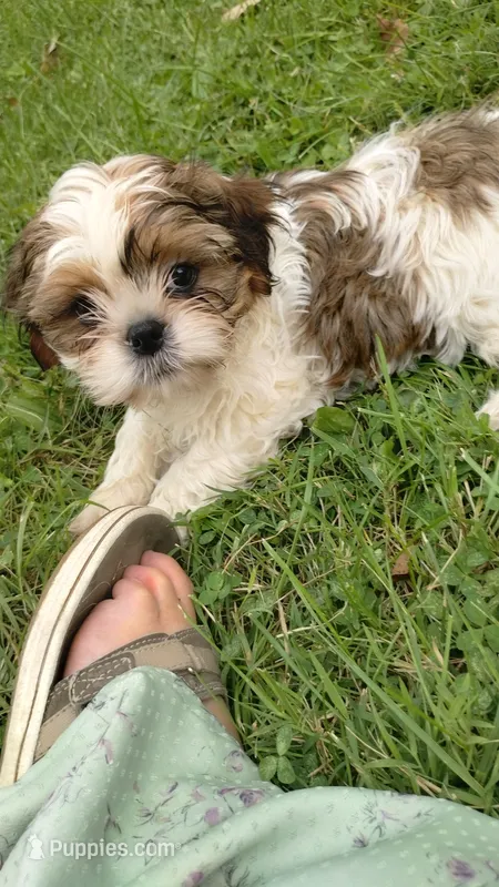 Radar – Shih Tzu puppy for sale in Chambersburg, PA