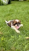 Ravena, a female Shih Tzu for sale in Chambersburg, PA – 3 of 9
