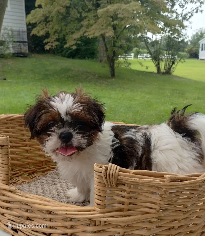 Ranger – Shih Tzu puppy for sale in Chambersburg, PA