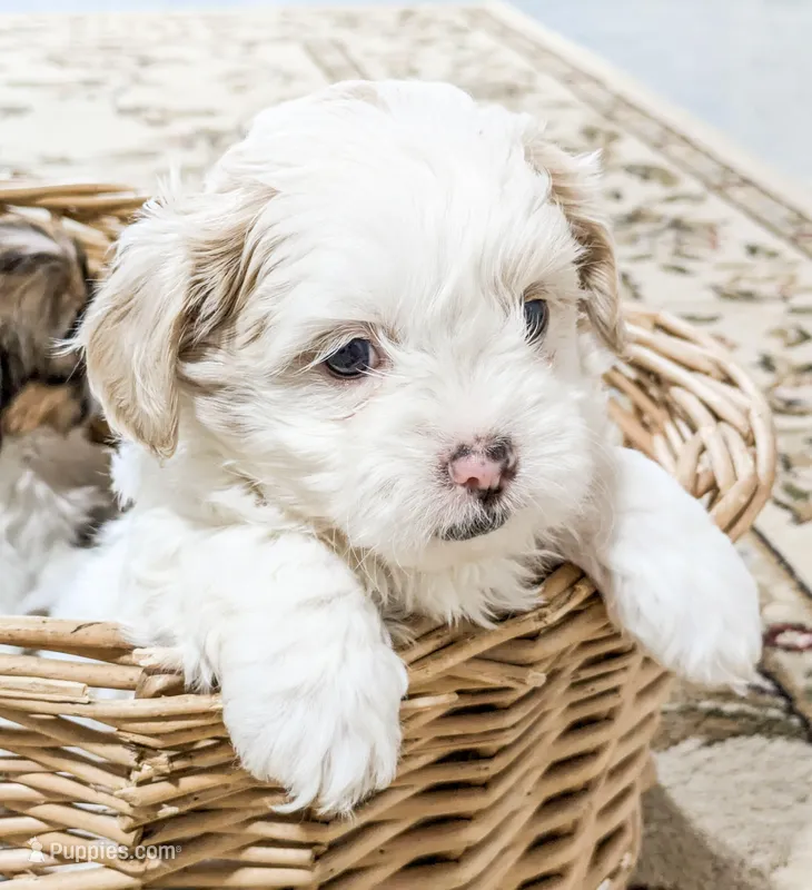 Milo – Maltipoo puppy for sale in Chambersburg, PA