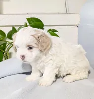 Milo, a male Maltipoo for sale in Chambersburg, PA – Photo 3 of 3