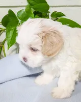 Milo, a male Maltipoo for sale in Chambersburg, PA – Photo 2 of 3